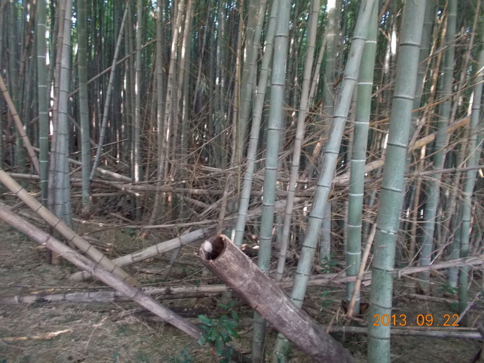 枯れた竹が重なり、歩きにくくなった竹林
