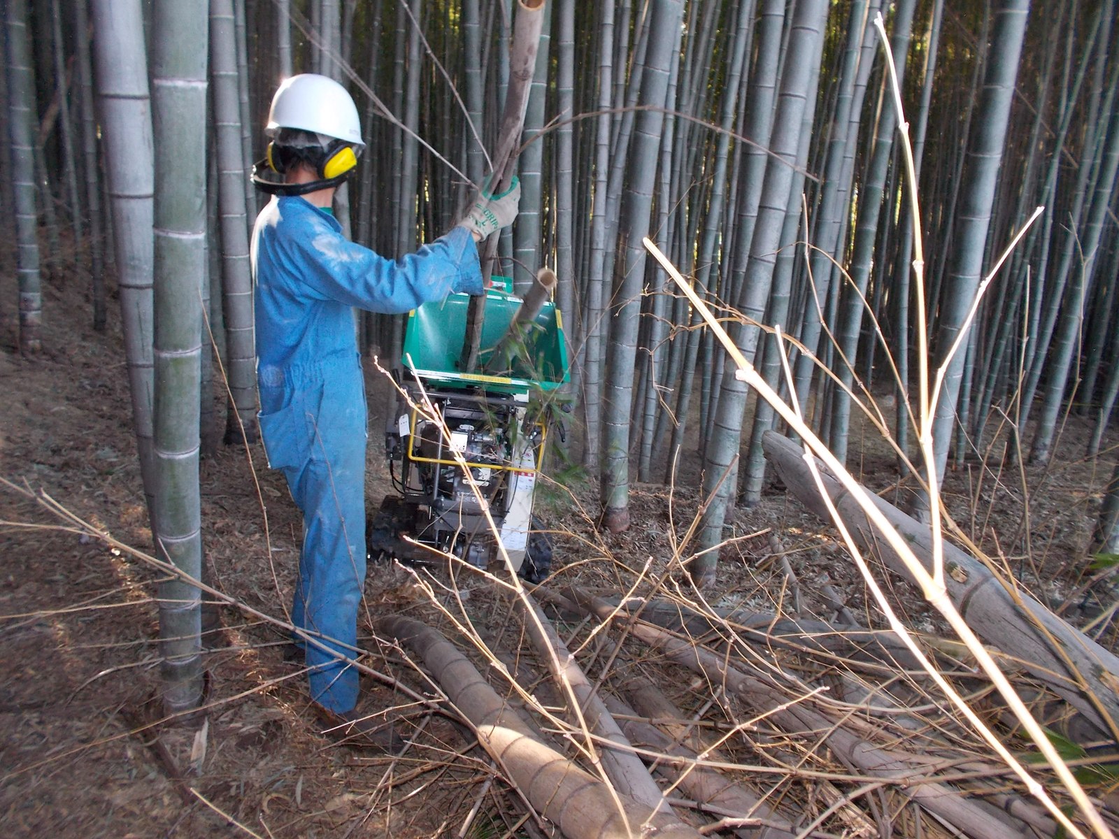 竹林で枯れた竹を処理する整備活動