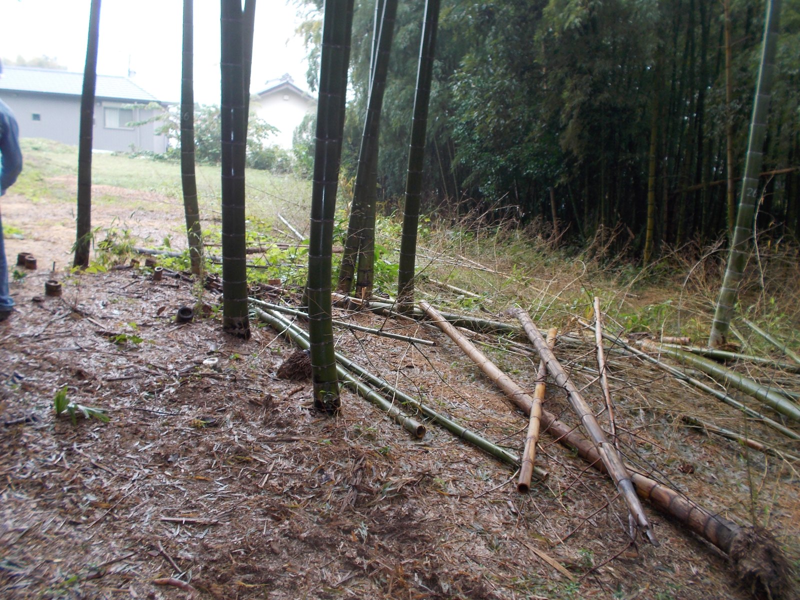 竹や下草が整理され、見通しがよくなった竹林